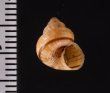 ビグナルヤマタマキビ (仮称) Tropidophora vignalifig.2