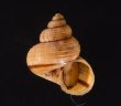 ビグナルヤマタマキビ (仮称) Tropidophora vignalifig.1