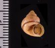 ビグナルヤマタマキビ (仮称) Tropidophora vignalifig.2