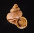 ビグナルヤマタマキビ (仮称) Tropidophora vignalifig.1
