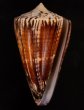 サラサミナシモドキ Conus planorbis vitulinusfig.1