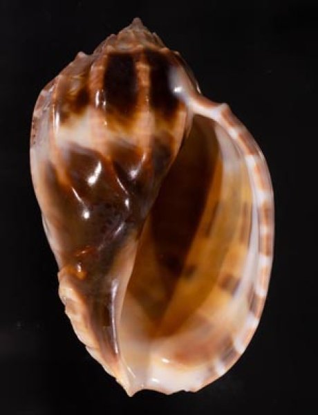 アフリカショクコウラ Harpa majorfig.1
