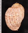 ショクコウラ Harpa majorfig.2