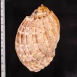 ショクコウラ Harpa majorfig.2