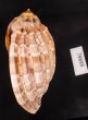 ショクコウラ Harpa majorfig.3