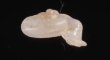 ヒトエボルネオムシオイ (未詳) Chamalycaeus sp.fig.2