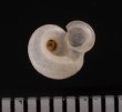 ヒトエボルネオムシオイ (未詳) Chamalycaeus sp.fig.3