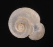 ヒトエボルネオムシオイ (未詳) Chamalycaeus sp.fig.1