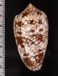 インドタガヤサンミナシ Conus textile ponderosafig.2