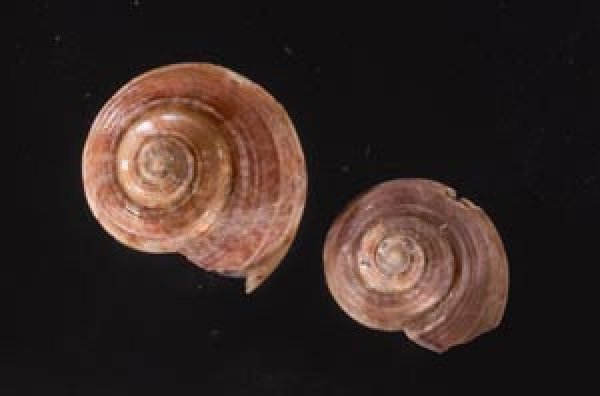 オヨギシタダミ Ethminolia nektonicafig.1