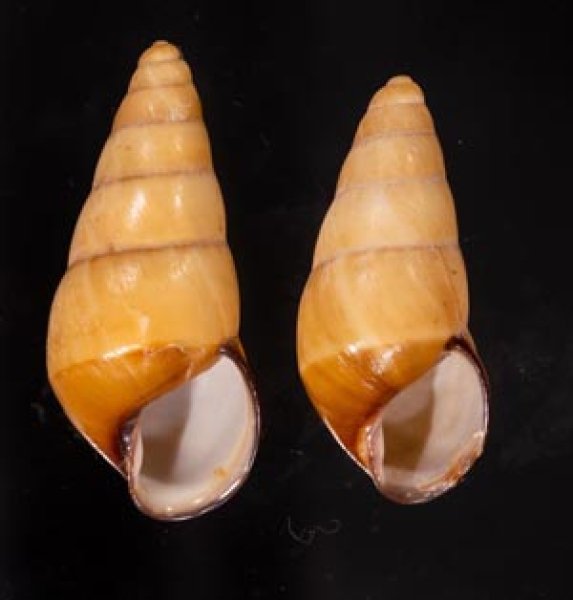 ハデタケノコマイマイ Helicostyla camelopardalisfig.1