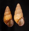 ハデタケノコマイマイ Helicostyla camelopardalisfig.1
