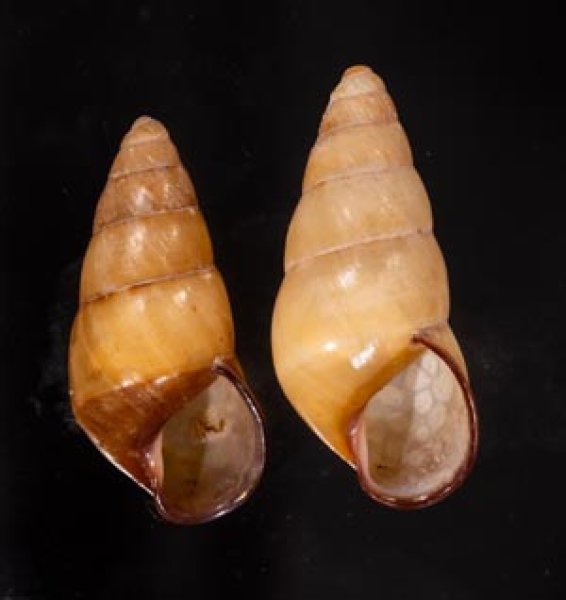 ハデタケノコマイマイ Helicostyla camelopardalisfig.1
