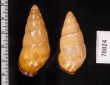 ハデタケノコマイマイ Helicostyla camelopardalisfig.2