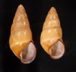 ハデタケノコマイマイ Helicostyla camelopardalisfig.1