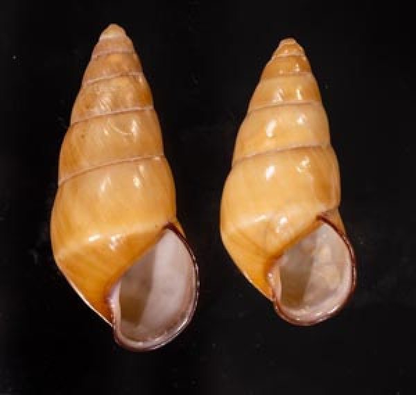 ハデタケノコマイマイ Helicostyla camelopardalisfig.1