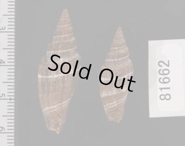 画像2: ヒロヒトスジミノムシ (2)