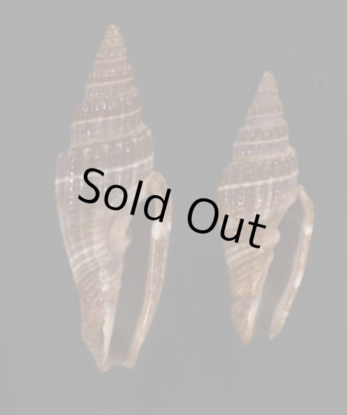 画像1: ヒロヒトスジミノムシ (1)