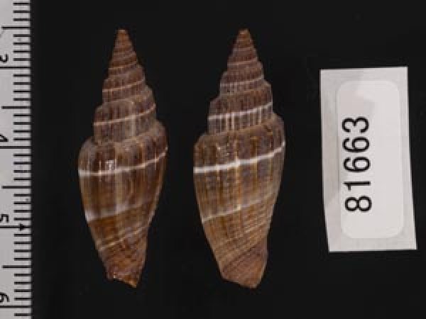 画像2: ヒロヒトスジミノムシ (2)