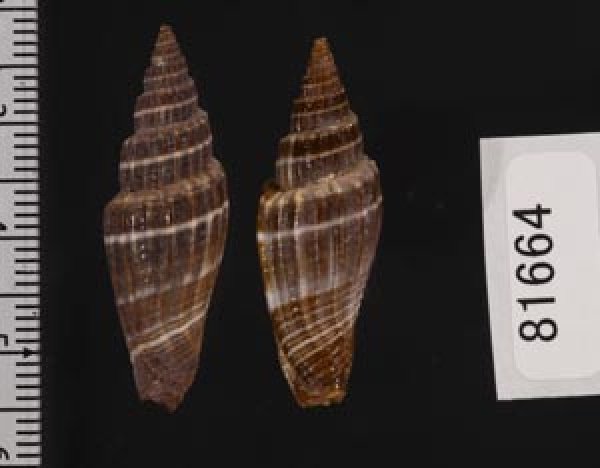 画像2: ヒロヒトスジミノムシ (2)