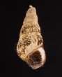 スインホウカワニナ (仮称) Brotia swinhoeifig.1