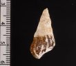 スインホウカワニナ (仮称) Brotia swinhoeifig.2