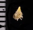 ベッドムゴマガイ Diplommatina miraculumdeifig.2