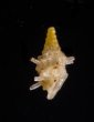 ベッドムゴマガイ Diplommatina miraculumdeifig.3