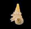 ベッドムゴマガイ Diplommatina miraculumdeifig.1