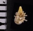 ベッドムゴマガイ Diplommatina miraculumdeifig.2