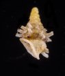 ベッドムゴマガイ Diplommatina miraculumdeifig.3