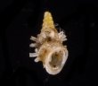 ベッドムゴマガイ Diplommatina miraculumdeifig.1