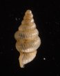 カリマンタンクチトガリゴマガイ （仮称） Diplommatina sp.fig.3