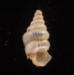 カリマンタンクチトガリゴマガイ （仮称） Diplommatina sp.fig.1