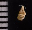 カリマンタンクチトガリゴマガイ （仮称） Diplommatina sp.fig.2