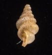 カリマンタンクチトガリゴマガイ （仮称） Diplommatina sp.fig.3