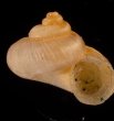 マヤヒダクチヒレガイ （仮称） Annularia mayensisfig.1