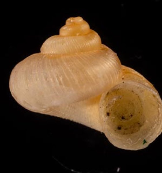 マヤヒダクチヒレガイ （仮称） Annularia mayensisfig.1