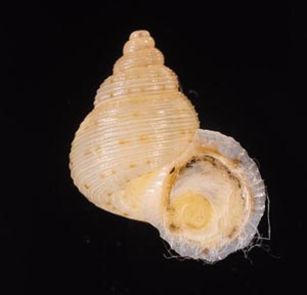 ヒメノトガリヒダクチヒレ （仮称） Eutudora jimenoifig.1