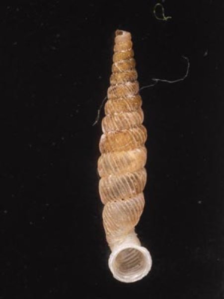 フィリプクビナガパイプガイ Tetrentodon philippianafig.1