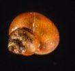 スジナシカリマンタンオカタニシ (仮称) Georissa sp.fig.3