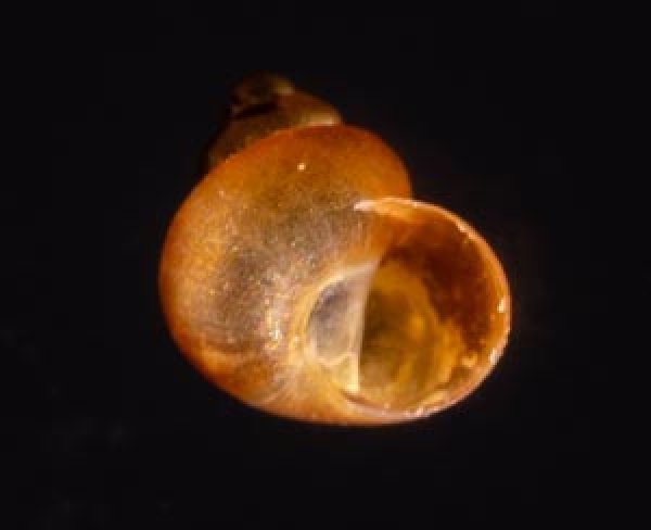 スジナシカリマンタンオカタニシ (仮称) Georissa sp.fig.1
