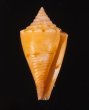 アサナギミナシ Conus articulatusfig.1