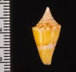 アサナギミナシ Conus articulatusfig.2