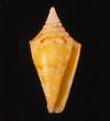 アサナギミナシ Conus articulatusfig.1