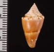 アサナギミナシ Conus articulatusfig.2