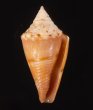 アサナギミナシ Conus articulatusfig.1