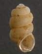 セラタンアツクチゴマガイ (仮称) Arinia sp.fig.1