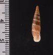 リウボカチギセル (仮称) Alopia glorifica boettgerifig.2
