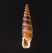 リウボカチギセル (仮称) Alopia glorifica boettgerifig.1